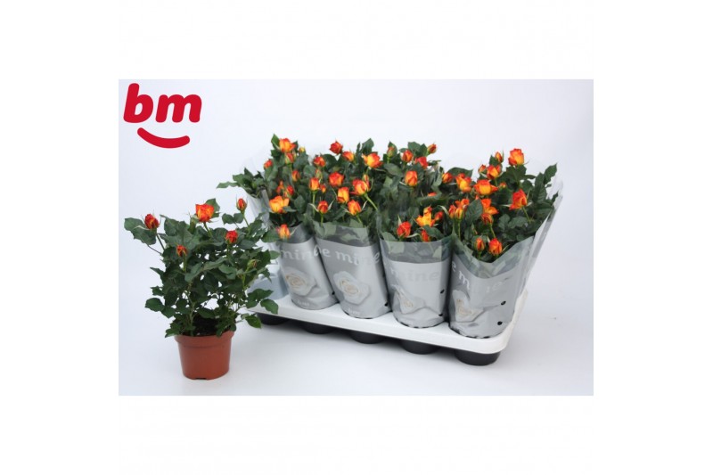 Rosa estoril beau monde Rosa Estoril Beau Monde (12 cm)5 bl. 