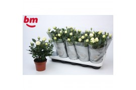 Rosa white beau monde Rosa White Beau Monde (12 cm)5 bl.