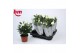 Rosa white beau monde Rosa White Beau Monde (12 cm)5 bl. 