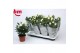 Rosa white beau monde Rosa White Beau Monde (12 cm)5 bl. 