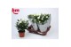 Rosa white beau monde Rosa White Beau Monde (12 cm)5 bl. 