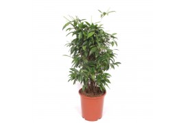 Dracaena surculosa Dracaena Surculosa20 pp