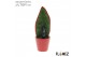 Sansevieria Sansevieria TOP-line FLAMEZ Red 