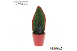 Sansevieria Sansevieria TOP-line FLAMEZ Red