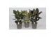 Ficus elastica Ficus mix3 pp 