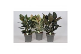 Ficus elastica Ficus mix3 pp