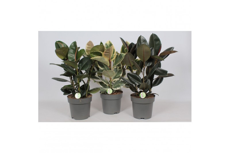 Ficus elastica Ficus mix3 pp 