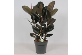 Ficus elstica abidjan Ficus Abidjan3 pp