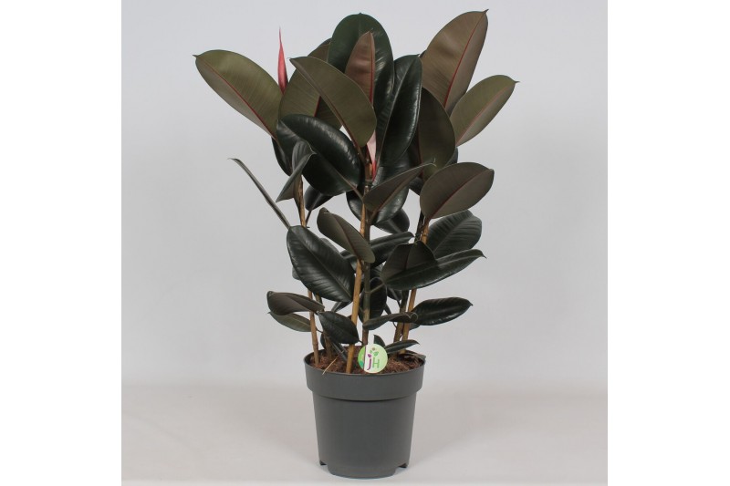 Ficus elstica abidjan Ficus Abidjan3 pp 