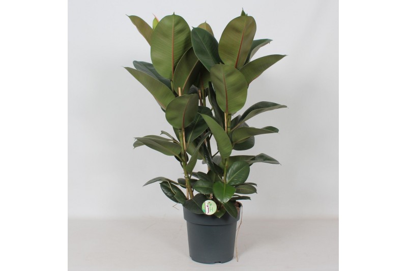 Ficus elastica robusta Ficus Robusta3 pp 