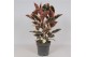 Ficus elastica belize Ficus Belize3 pp 