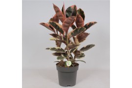 Ficus elastica belize Ficus Belize3 pp