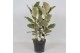 Ficus elastica tineke Ficus Tineke3 pp 