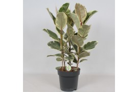 Ficus elastica tineke Ficus Tineke3 pp