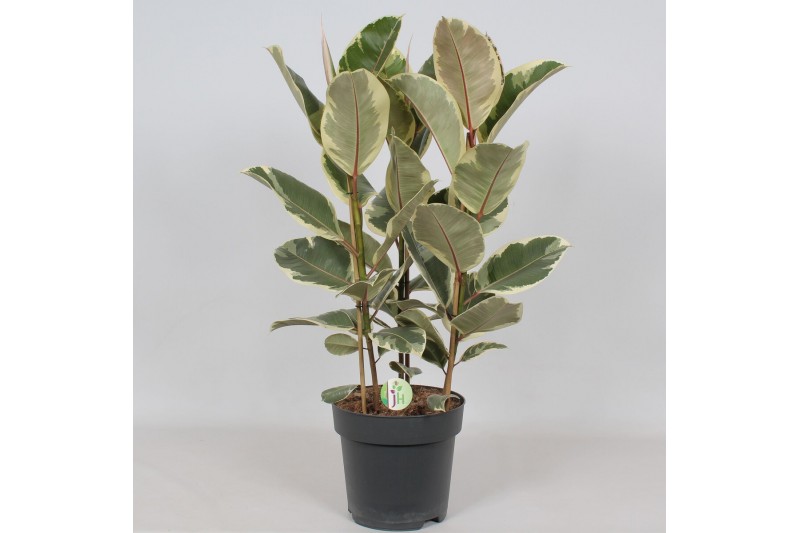 Ficus elastica tineke Ficus Tineke3 pp 