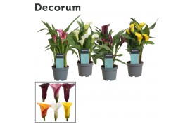 Zantedeschia mix Zantedeschia (Calla) Mix (Decorum)2 bl.