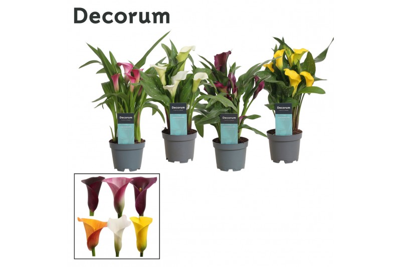 Zantedeschia mix Zantedeschia (Calla) Mix (Decorum)2 bl. 