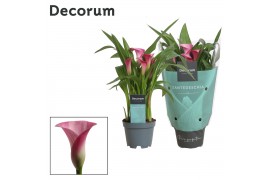 Zantedeschia garnet glow Zantedeschia (Calla) Roze (Decorum)bl.