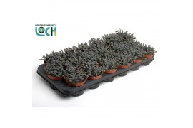 Kalanchoe tubiflora Kalanchoë Tubiflora3 pp