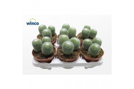 Parodia leninghausii Notocactus Leninghausi Inermis (group)