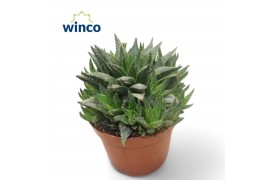 Haworthia Haworthia Reticulata