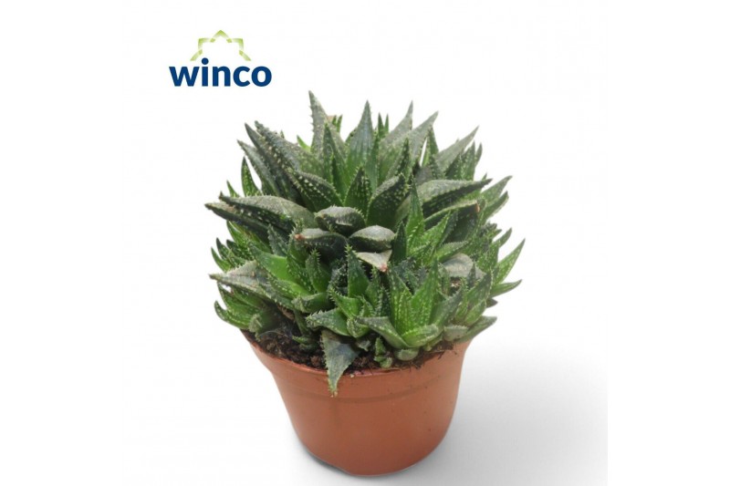 Haworthia Haworthia Reticulata 