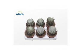 Euphorbia horrida Euphorbia Horrida Alba1 pp