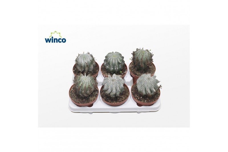 Euphorbia horrida Euphorbia Horrida Alba1 pp 