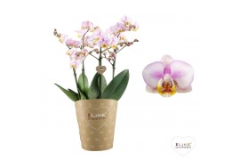 Phalaenopsis multiflora roze Duetto Multi - Carola 60+ 60 bl. 3 tak/pl
