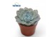 Echeveria Echeveria Grey Prince1 bl. 