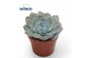 Echeveria Echeveria Grey Prince1 bl. 