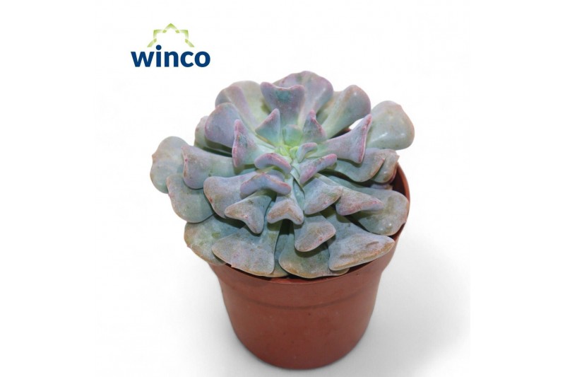 Echeveria Echeveria Cubic Frostoverige bl. 