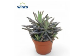 Kalanchoe Kalanchoe Tubifloraoverig pp