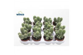 Cactus Trichocereus Huascha (group)