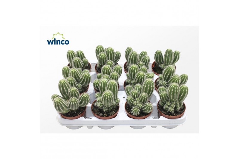 Cactus Trichocereus Huascha (group) 