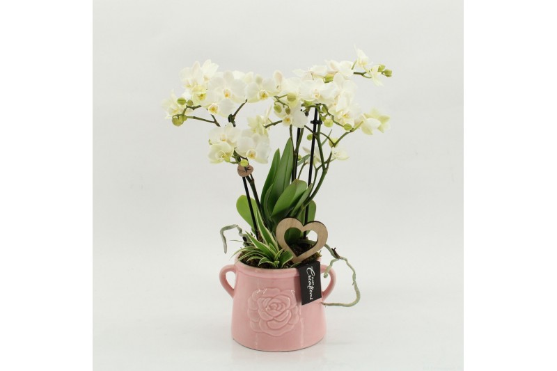 Phalaenopsis PHALRM-2605W Romantic Phalaenopsis 2 pp 