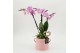 Phalaenopsis PHALRM-2605RZ Romantic Phalaenopsis 2 pp 