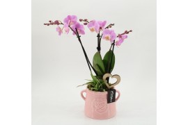 Phalaenopsis PHALRM-2605RZ Romantic Phalaenopsis 2 pp