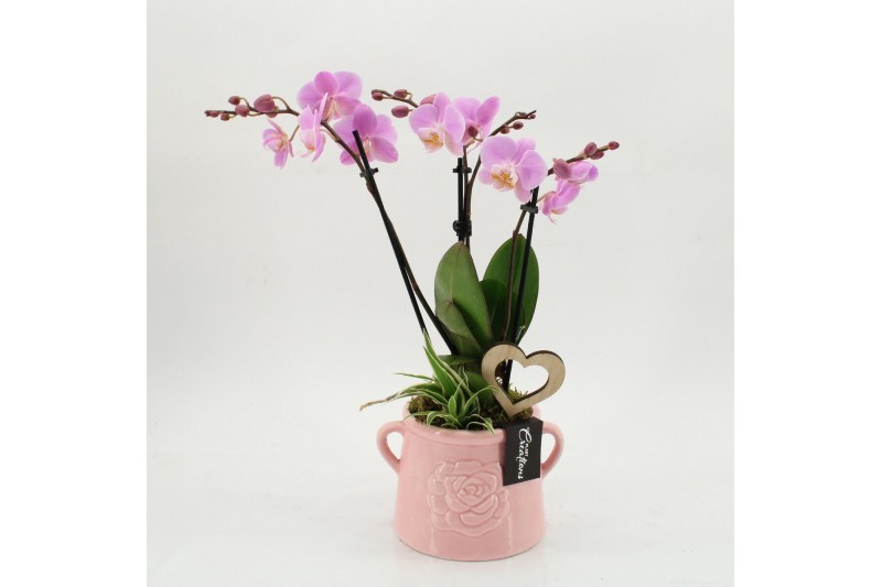 Phalaenopsis PHALRM-2605RZ Romantic Phalaenopsis 2 pp 
