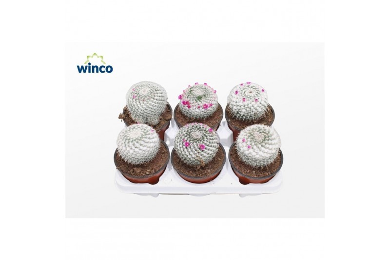 Mammillaria hahniana Mammillaria Hahniana (flowering) 