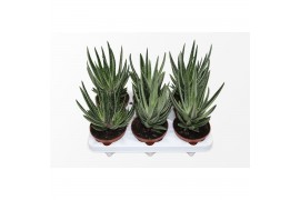 Gasteraloe aveo Gasteraloe Variegata1 pp