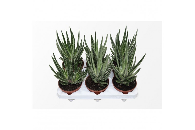 Gasteraloe aveo Gasteraloe Variegata1 pp 