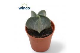 Astrophytum myriostigma