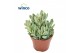 Crassula Crassula Rusby Variagata 