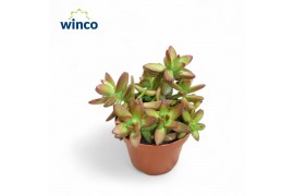 Sedum Sedum Adolphi "Firestorm"3 pp