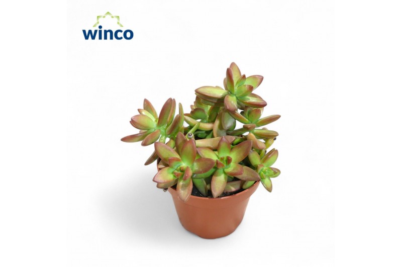 Sedum Sedum Adolphi "Firestorm"3 pp 