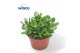 Crassula ovata minor Crassula Minor 