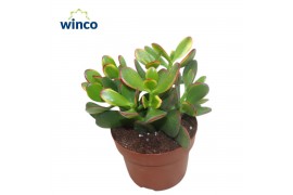 Crassula ovata sunset Crassula Sunset