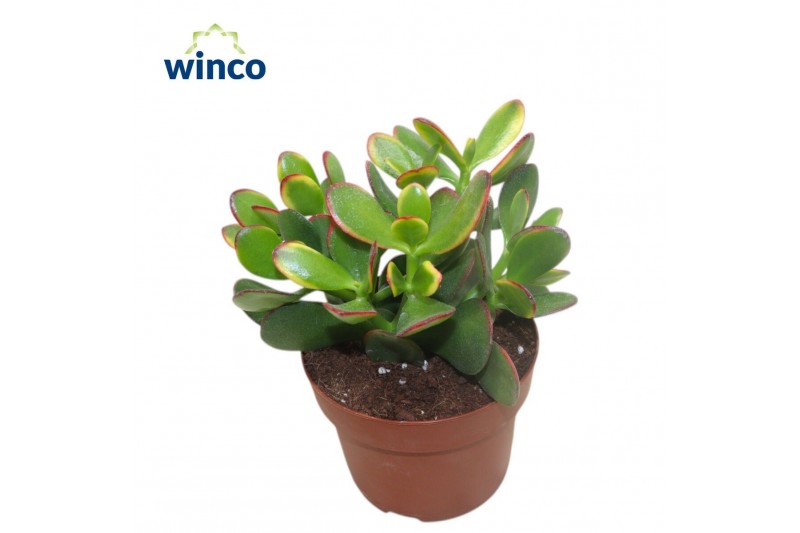 Crassula ovata sunset Crassula Sunset 