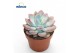 Echeveria Graptoveria Opalina1 pp 